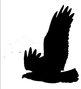 Samolepiace siluety dravcov na okná Samolepiace siluety dravcov na okná