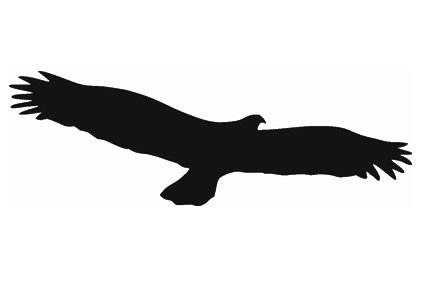 Samolepiace siluety dravcov na okná Samolepiace siluety dravcov na okná
